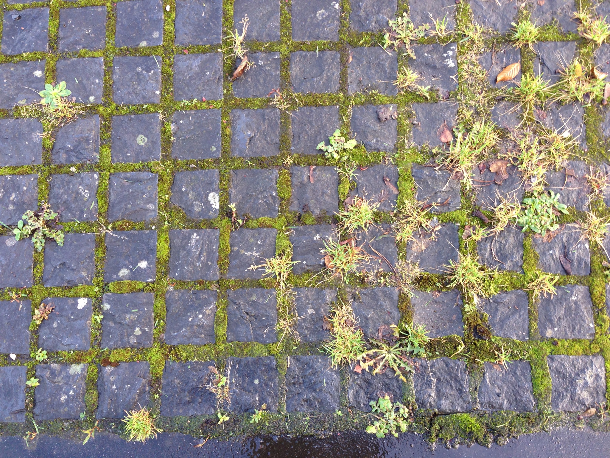 Mossy Sidewalk Tiles