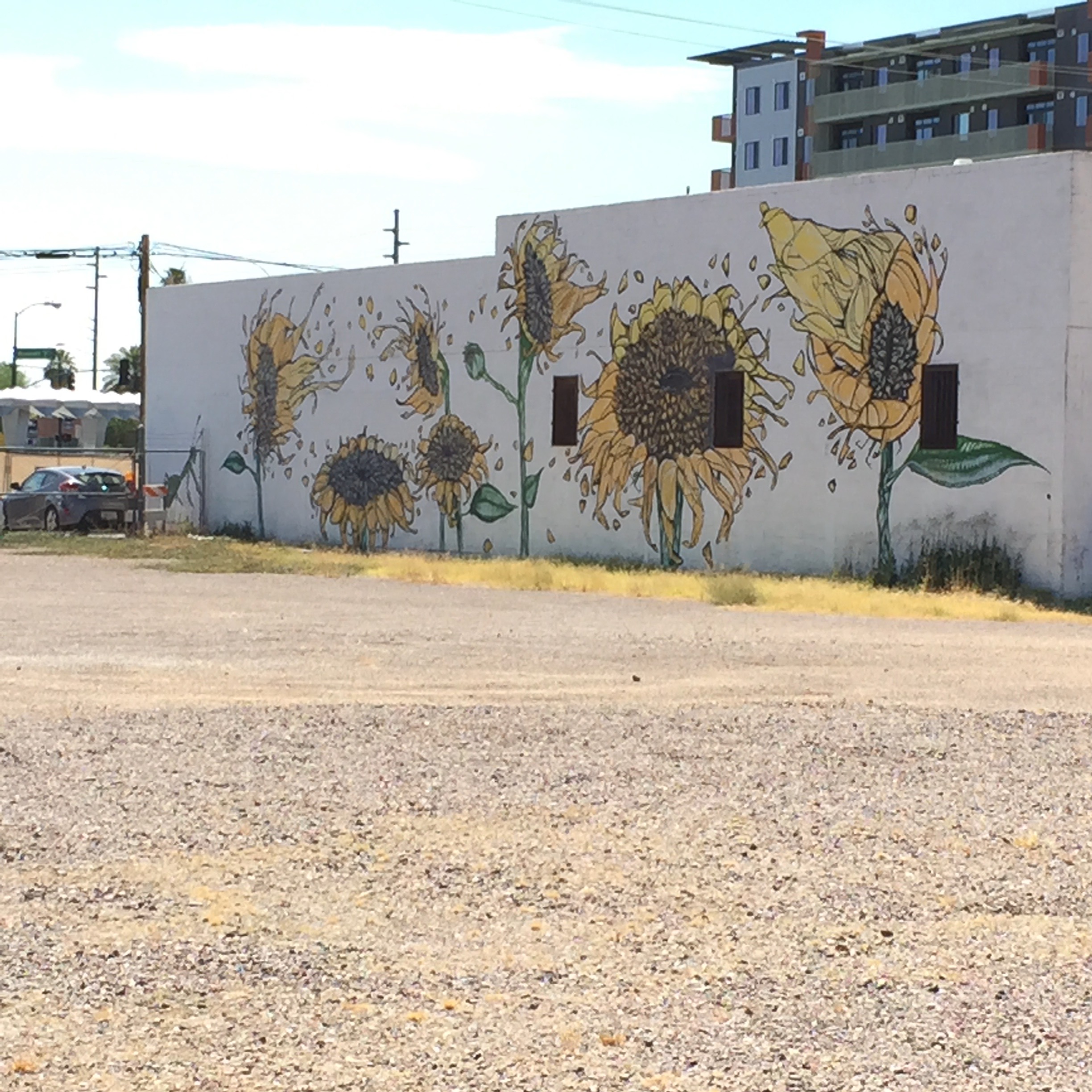 The sunflowers hiding behind a building in the Arts district where nobody sees them.