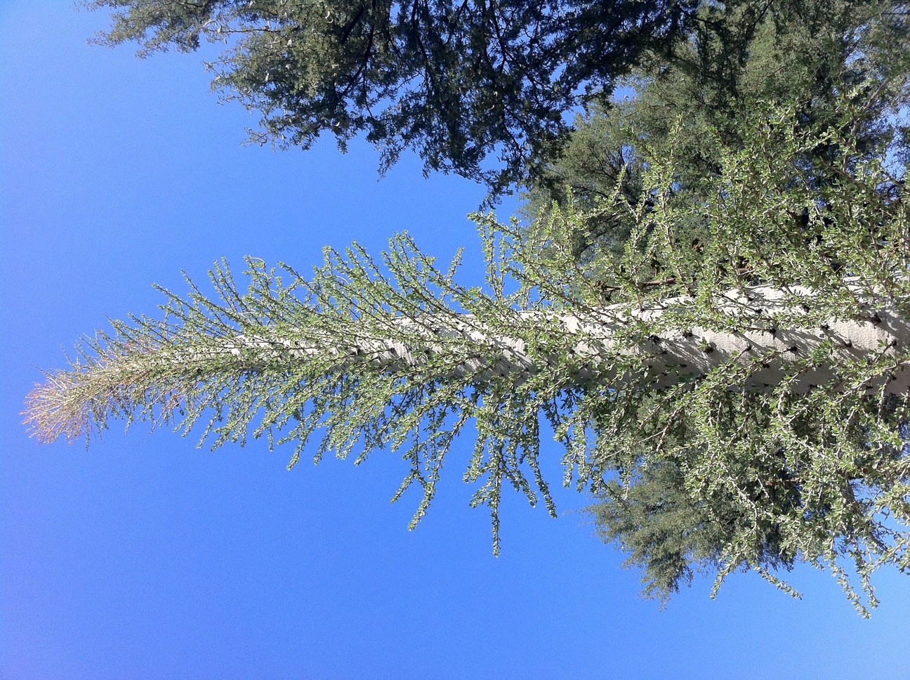 A photo of a Boojum tree taken from a low angle looking up. The tree has a long narrow trunk with no branches. Instead, small leaf-covered spirgs poke out from the trump perpendicularly all around and up the trunk.